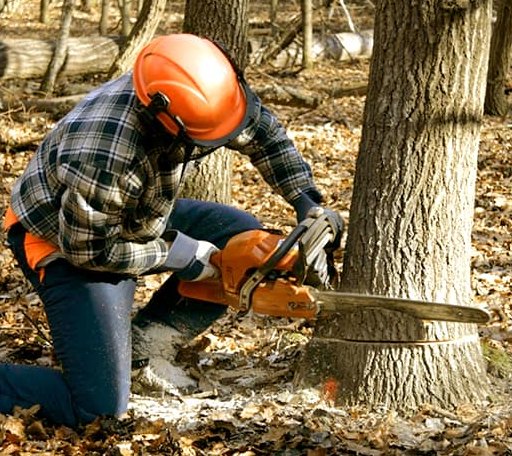 Tree Removal in Holliday, TX